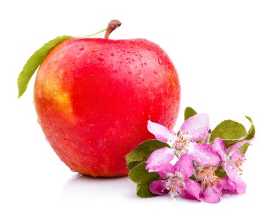 One Juicy Wet Red Apple with leaves and flowers Isolated on Whit clipart