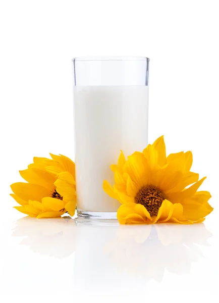 Glass of fresh milk and two yellow flowers isolated on white bac — Stock Photo, Image