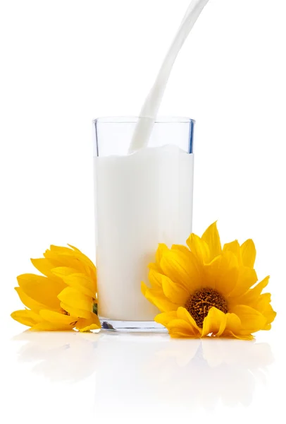 Ρίχνει ένα φρέσκο ποτήρι γάλα και κίτρινα άνθη που απομονώνονται σε whi — Φωτογραφία Αρχείου