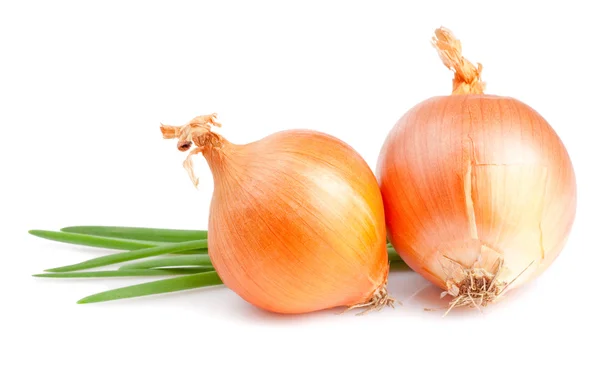 Two Fresh bulbs of onion and Fresh Scallions isolated on a white — ストック写真