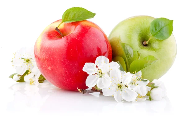 Duas maçãs vermelhas e verdes com folhas e flores em umas costas brancas — Fotografia de Stock