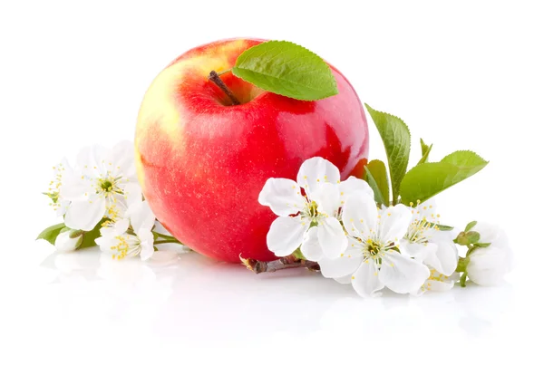 Singole mele rosse con foglie e fiori isolati su un dorso bianco — Foto Stock