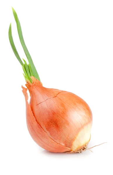 Sprouting onion isolated on a white background Royalty Free Stock Images