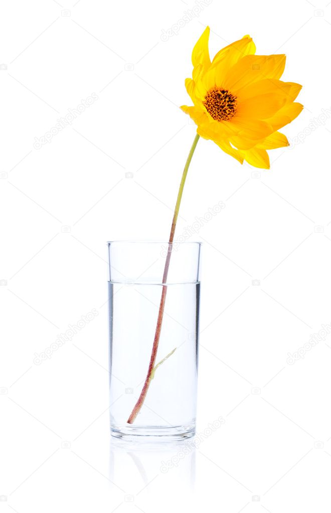 Single Fresh yellow flower in glass water Isolated on white back
