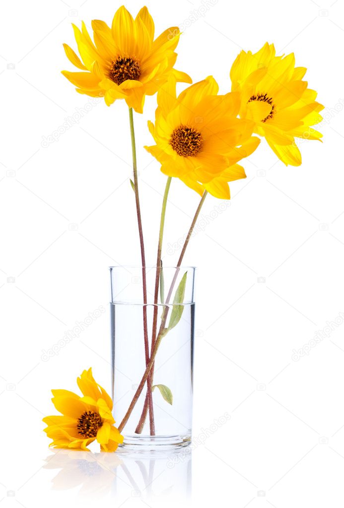 Fresh yellow flowers in glass water Isolated on white background