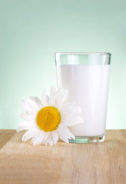 Glass fresh milk and one chamomile flowers is wooden table on a clipart