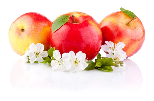 Tres manzanas rojas con hojas y flores aisladas sobre un respaldo blanco —  Fotos de Stock