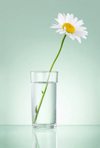 Einzelne frische Kamille in Glaswasser isoliert auf grünem Hintergrund — Stockfoto