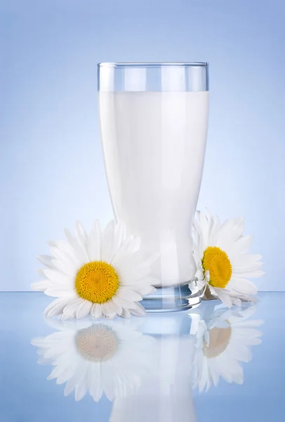 Verre de lait frais et deux fleurs de camomille isolé sur bleu b — Photo