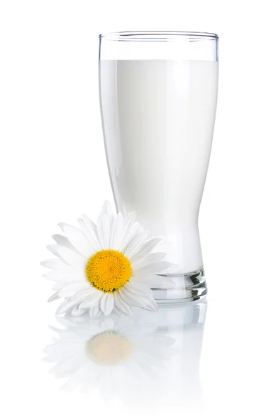 Glass of fresh milk and one chamomile flowers isolated on a whit — Stock Photo, Image