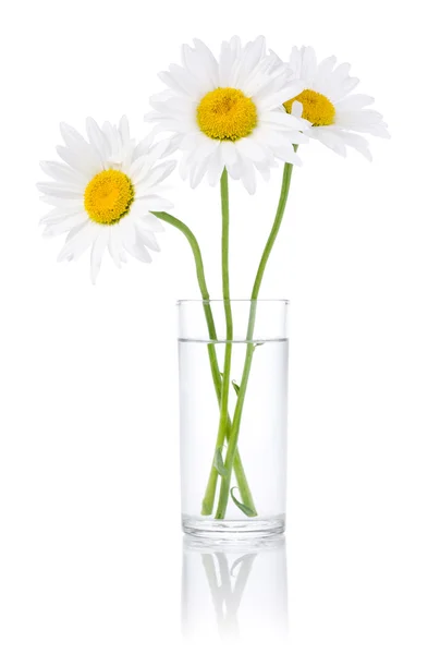 Drei frische Kamillenblüten in einem Glas Wasser, isoliert auf — Stockfoto