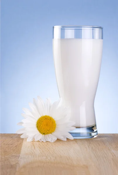 Glass fresh milk and one chamomile flowers is wooden table on a — Stock Photo, Image