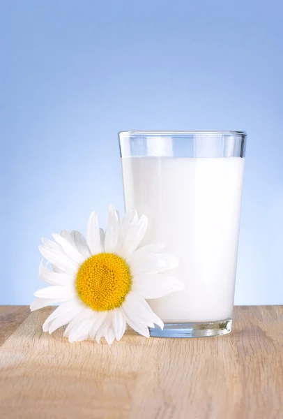 Glass fresh milk and one chamomile flowers is wooden table on a — Stock Photo, Image
