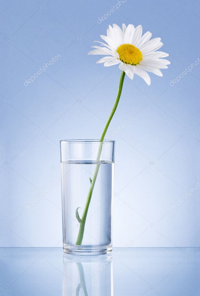 Single Fresh chamomile in glass water Isolated on blue backgroun