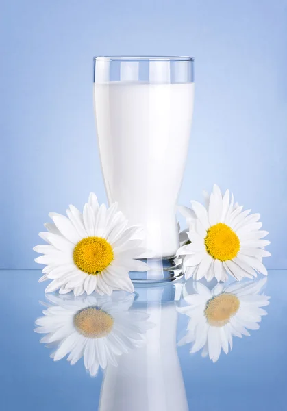 杯新鲜的牛奶和蓝色 b 上孤立的两个洋甘菊花 — 图库照片