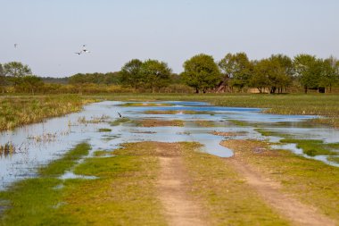 Biebrza road on the swamps clipart