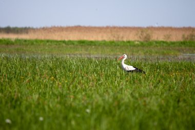 Stork in a high grass clipart