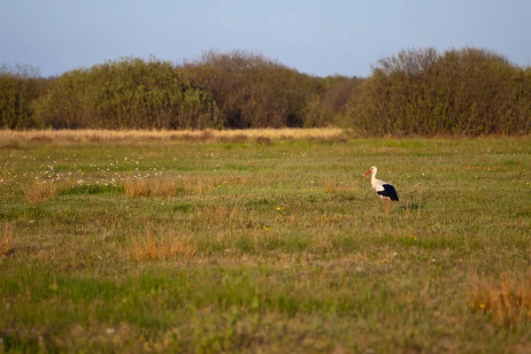 Stork i høyt gress – stockfoto