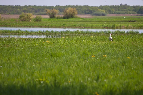 Stork in a high grass — Stock Photo, Image