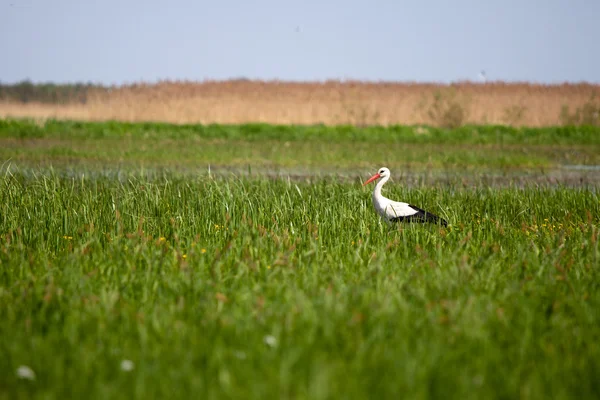 Stork in a high grass — Stock Photo, Image
