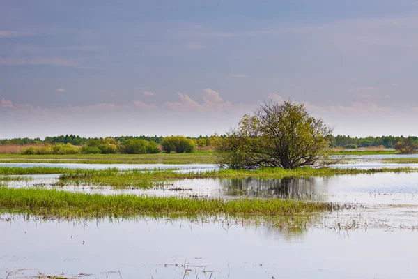 Biebrza swamps — Stock Photo, Image