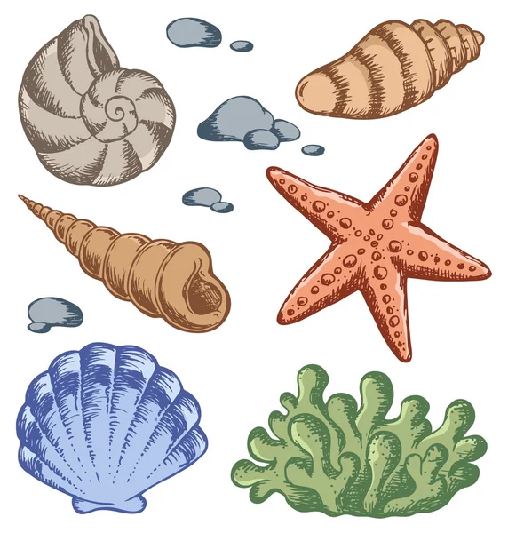 Dibujos de conchas marinas 1 — Archivo Imágenes Vectoriales