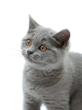 meraklı kedi