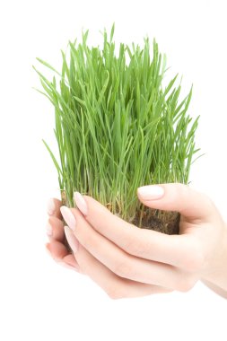 Beautiful growing grass clipart