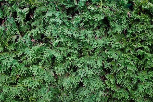 stock image Fir tree needles texture