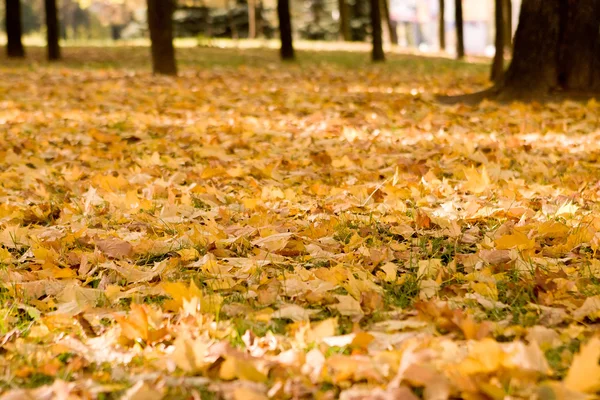 stock image Autumn park