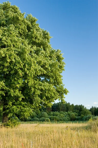 stock image Beautiful woodland scenery