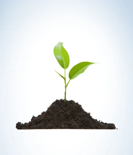 Cultivation of a young plant — Stock Photo, Image