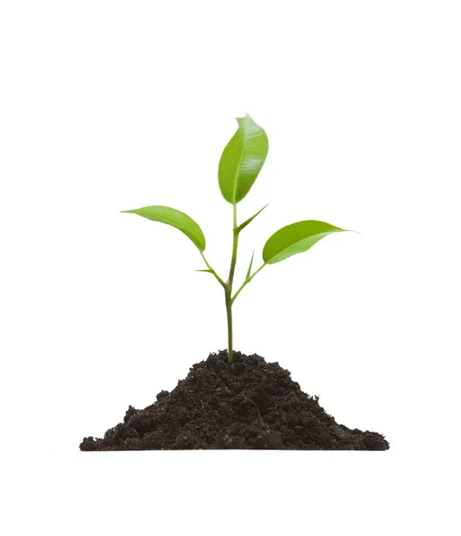 Cultivation of a young plant — Stock Photo, Image