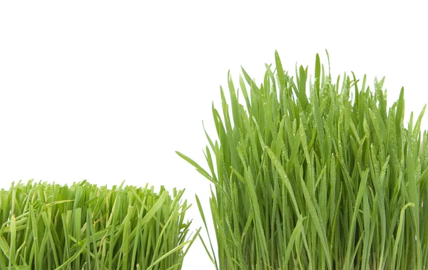 Gras anbauen — Stockfoto