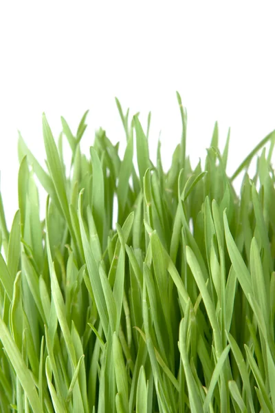 Piękna trawa — Zdjęcie stockowe