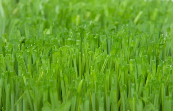 Schönes Gras — Stockfoto