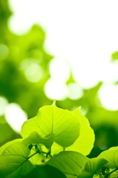 숲 잎 — 스톡 사진