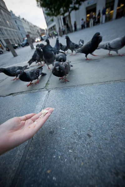 stock image Pigeons feeding