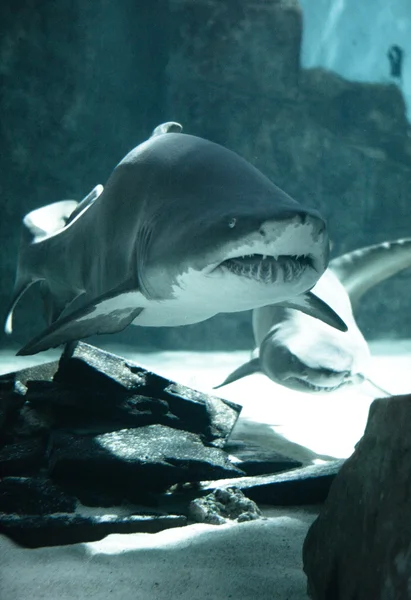 Familia de tiburones fotos de stock, imágenes de Familia de tiburones sin  royalties | Depositphotos