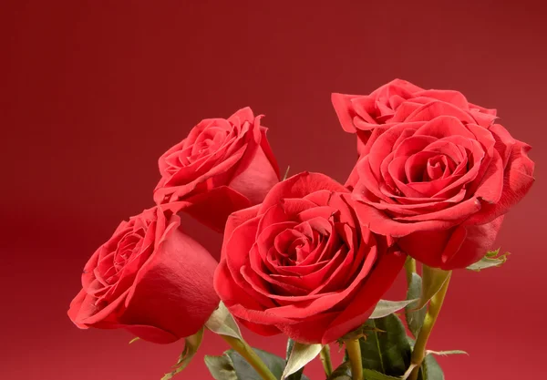 Bouquet de cinq roses sur fond rouge — Photo