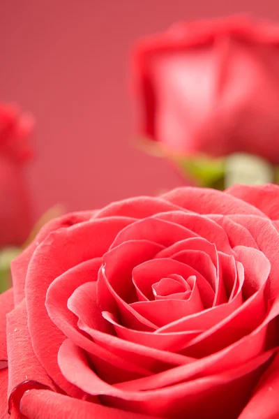 赤の背景に赤いバラのクローズ アップ — ストック写真