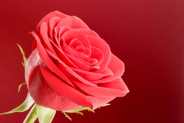 Rote Rose Nahaufnahme auf rotem Hintergrund — Stockfoto