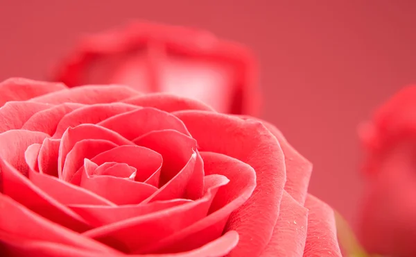 Rote Rosen in Nahaufnahme auf rotem Hintergrund — Stockfoto