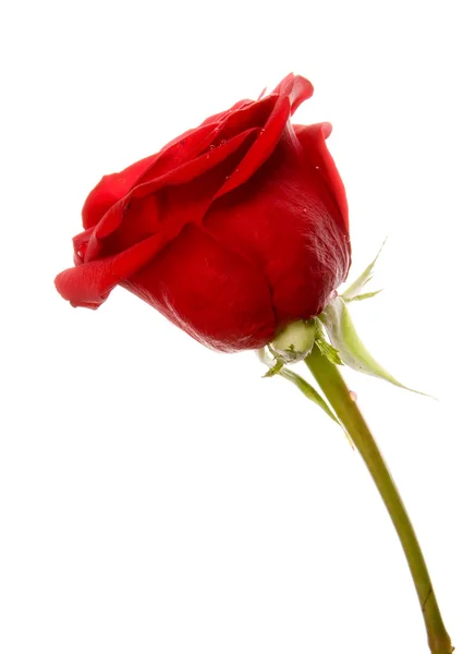 Rode roos geïsoleerd op de witte achtergrond — Stockfoto