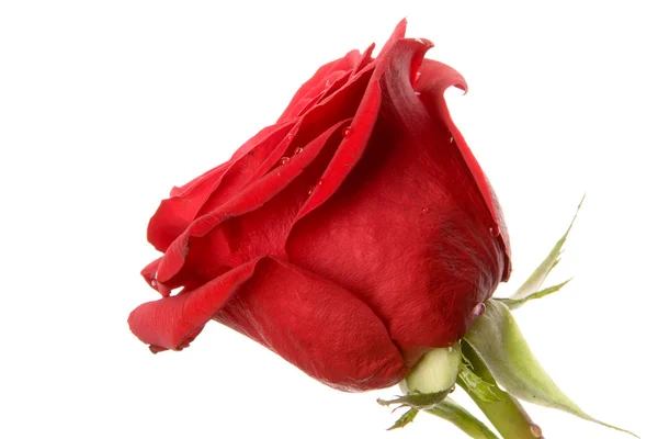 Rode roos geïsoleerd op de witte achtergrond — Stockfoto