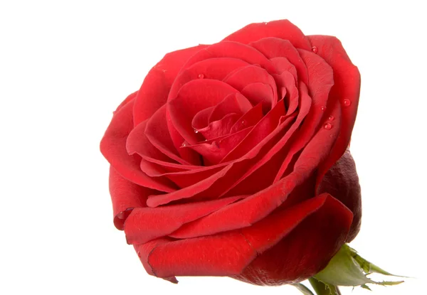红色的玫瑰在白色的背景上被隔离 — 图库照片