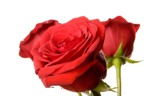 Rosas vermelhas isoladas no fundo branco — Fotografia de Stock
