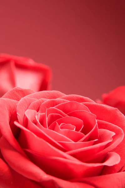 Rosas vermelhas close-up no fundo vermelho — Fotografia de Stock