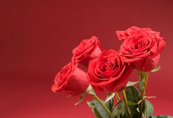 红色背景上的五个玫瑰花束 — 图库照片