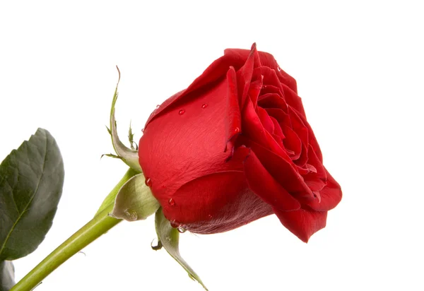 红色的玫瑰在白色的背景上被隔离 — 图库照片